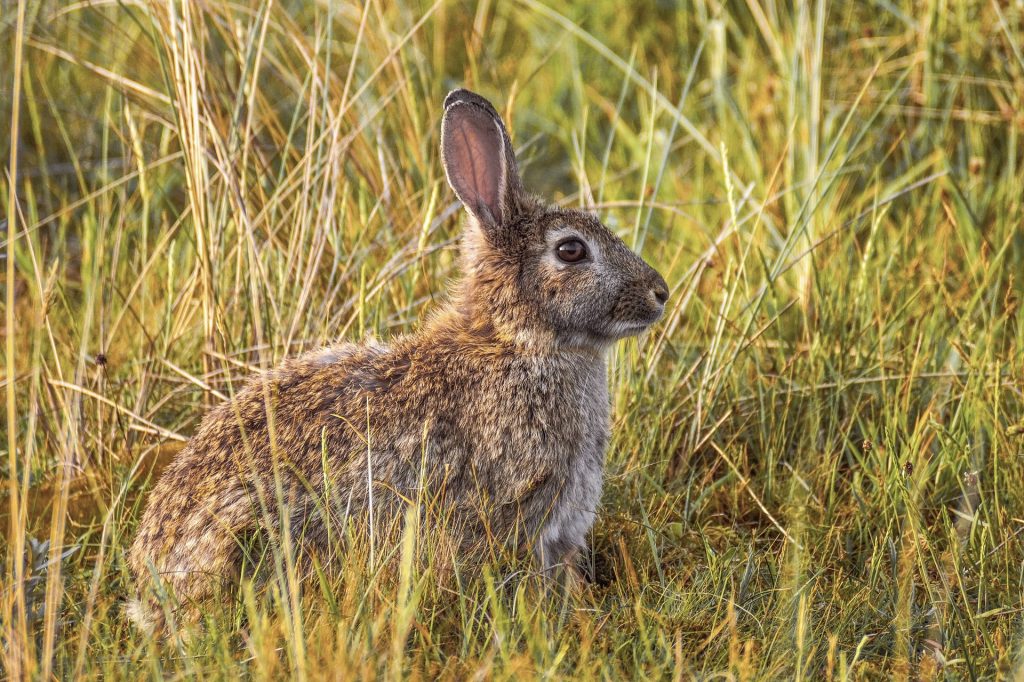 Hase in Feld